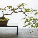 bonsai01.jpg