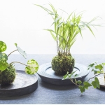 bonsai03.jpg