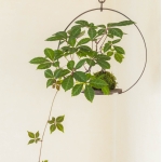bonsai04.jpg